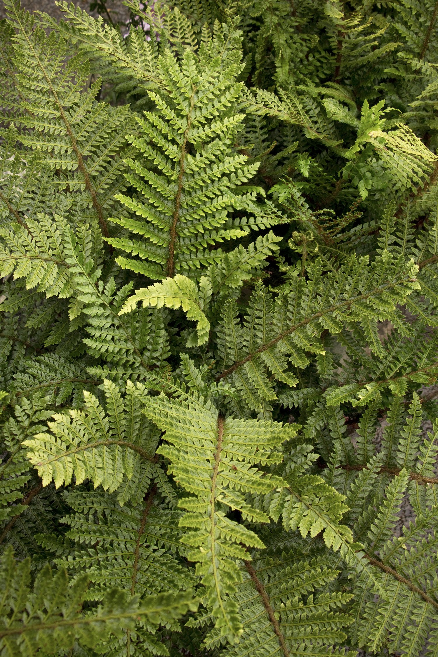 Evergreen Fern