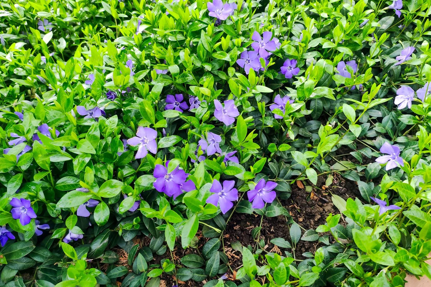 Vinca Evergreen Groundcover 