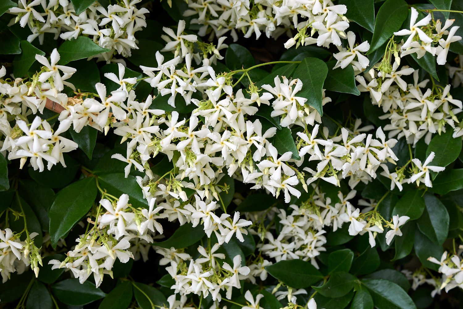 Star Jasmine 
