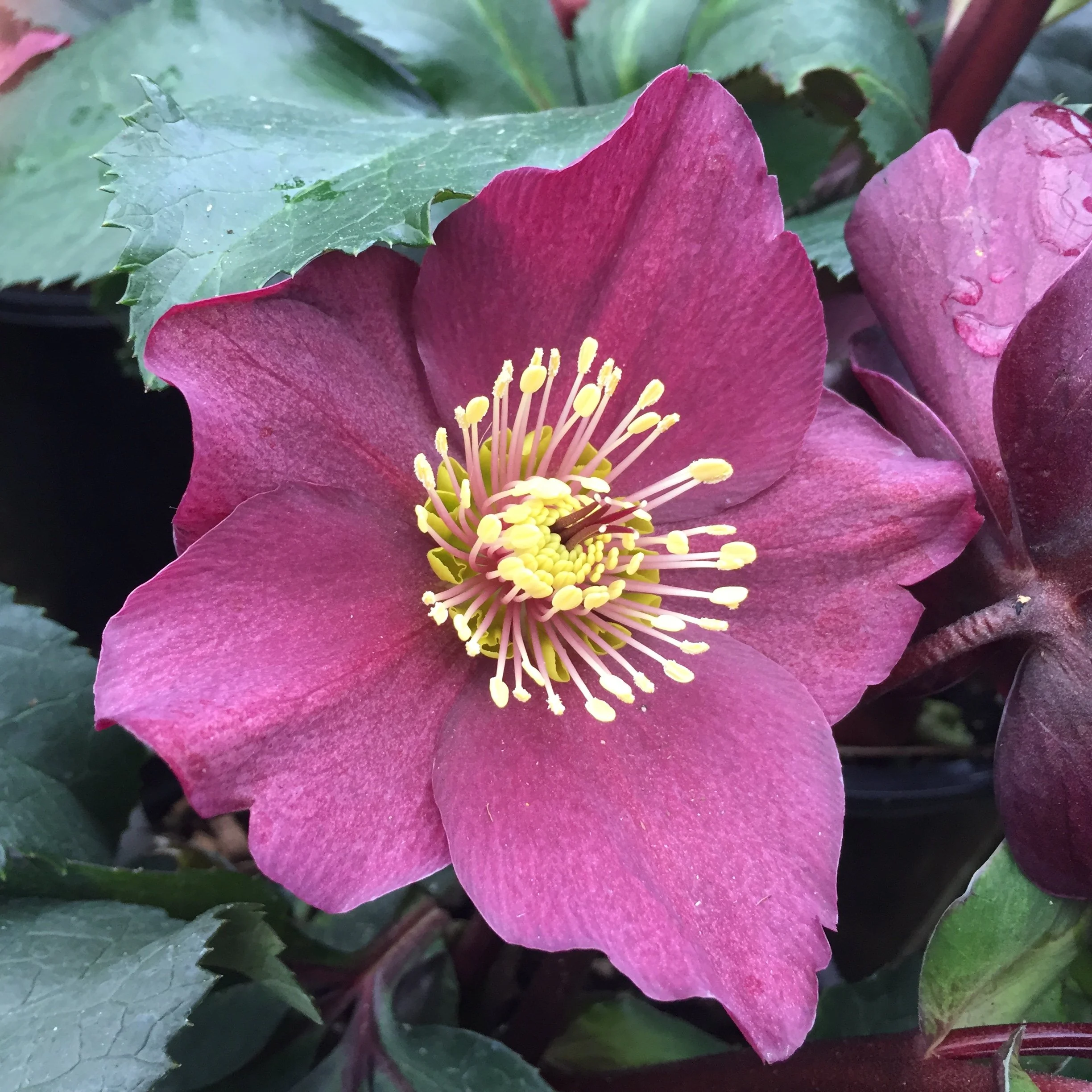 Hellebore
