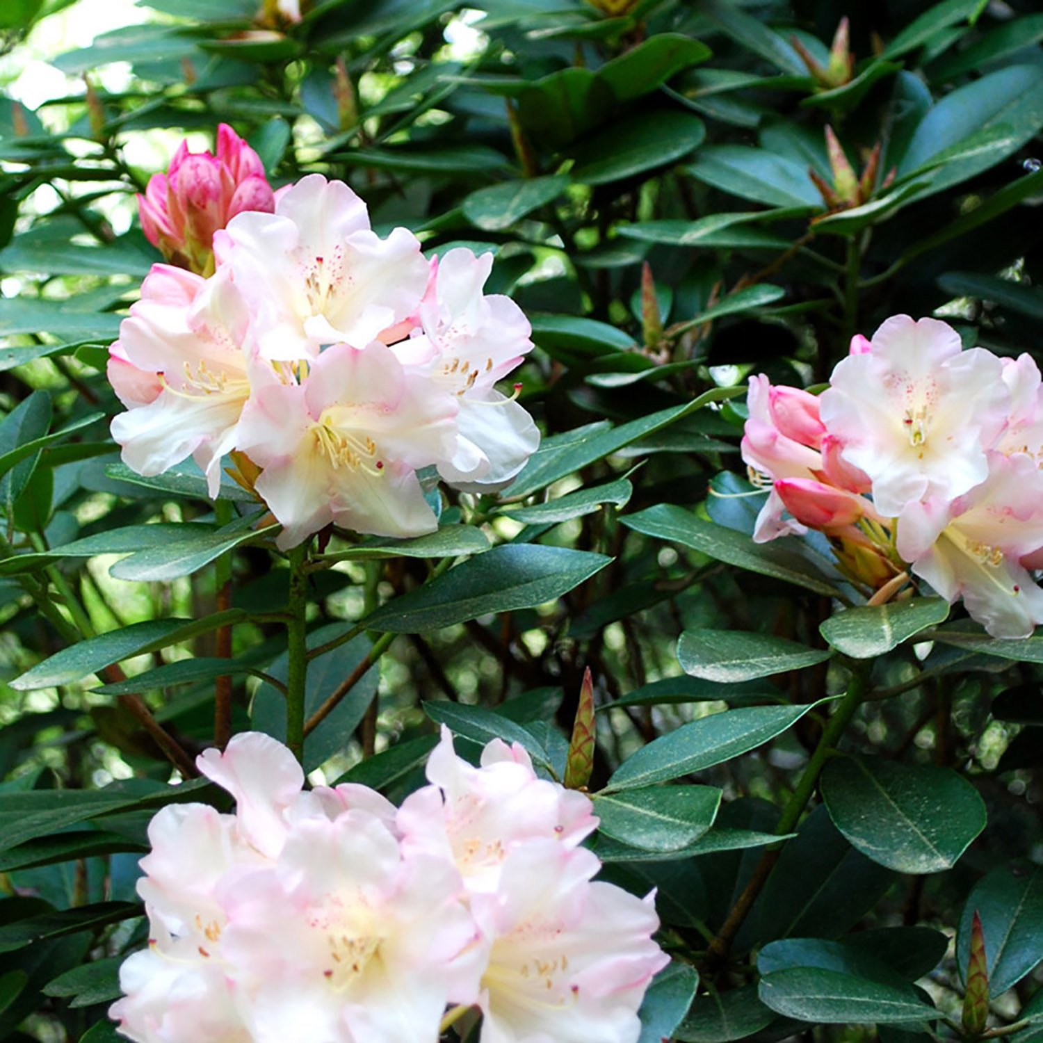 Flower trusses on rhododendron