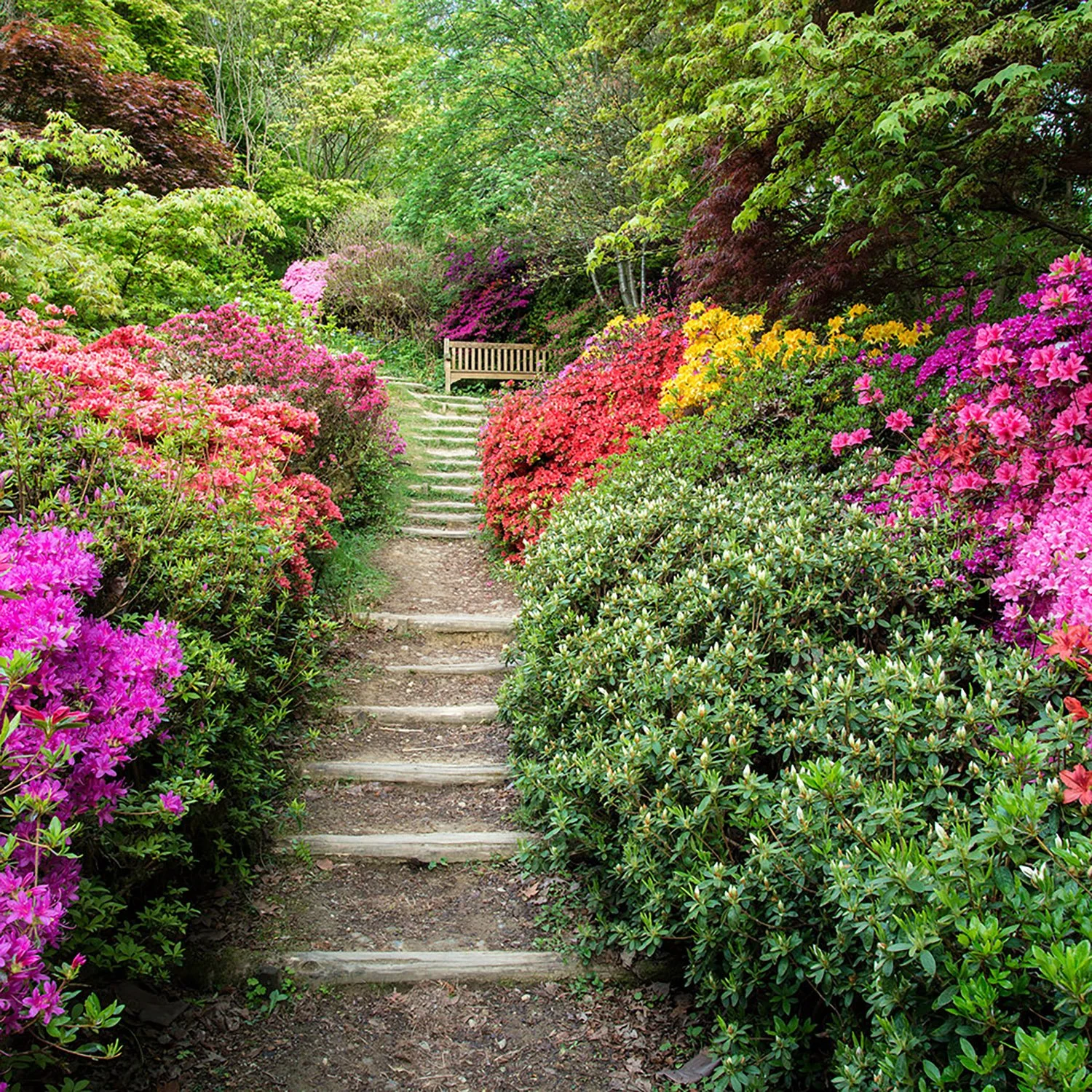 Azaleas in a woodland garden