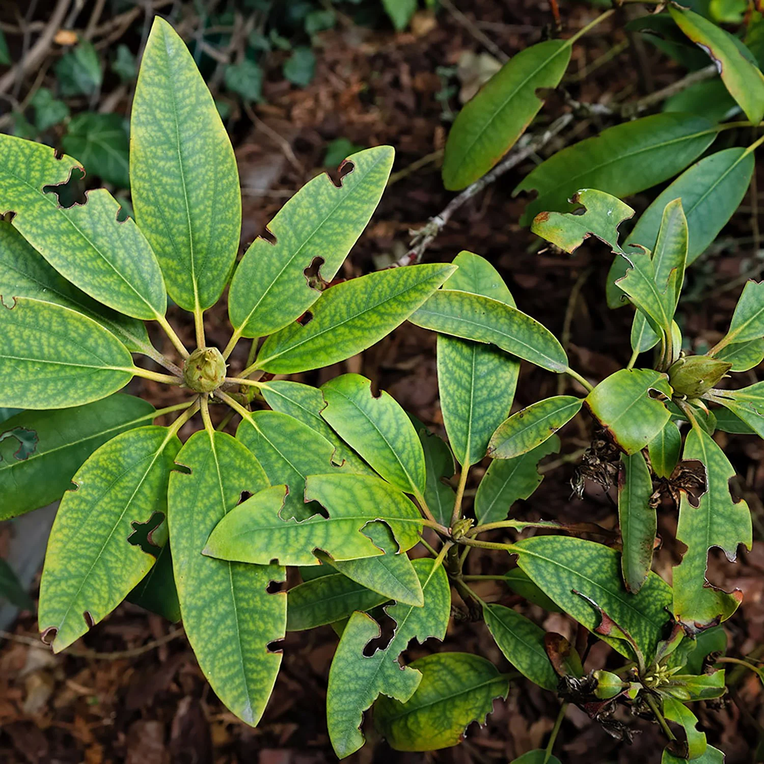 Nutrient deficiency and weevil damage on rhododendron