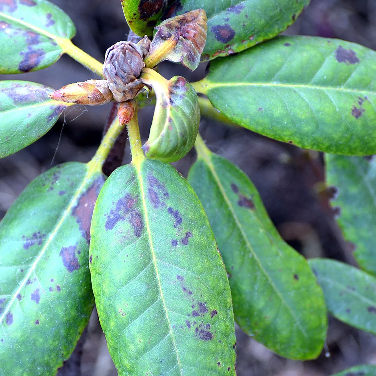 Bacterial leaf spot on rhododendron
