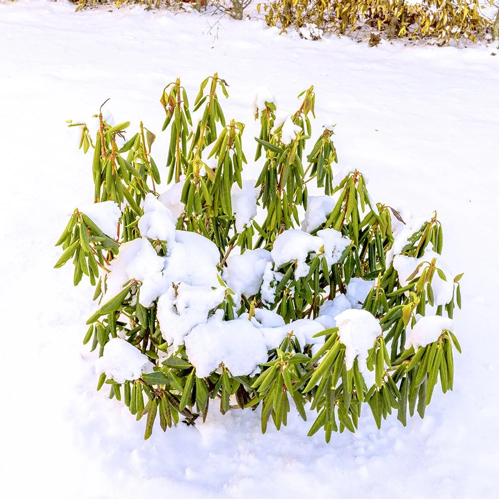 Cold reaction in a rhododendron
