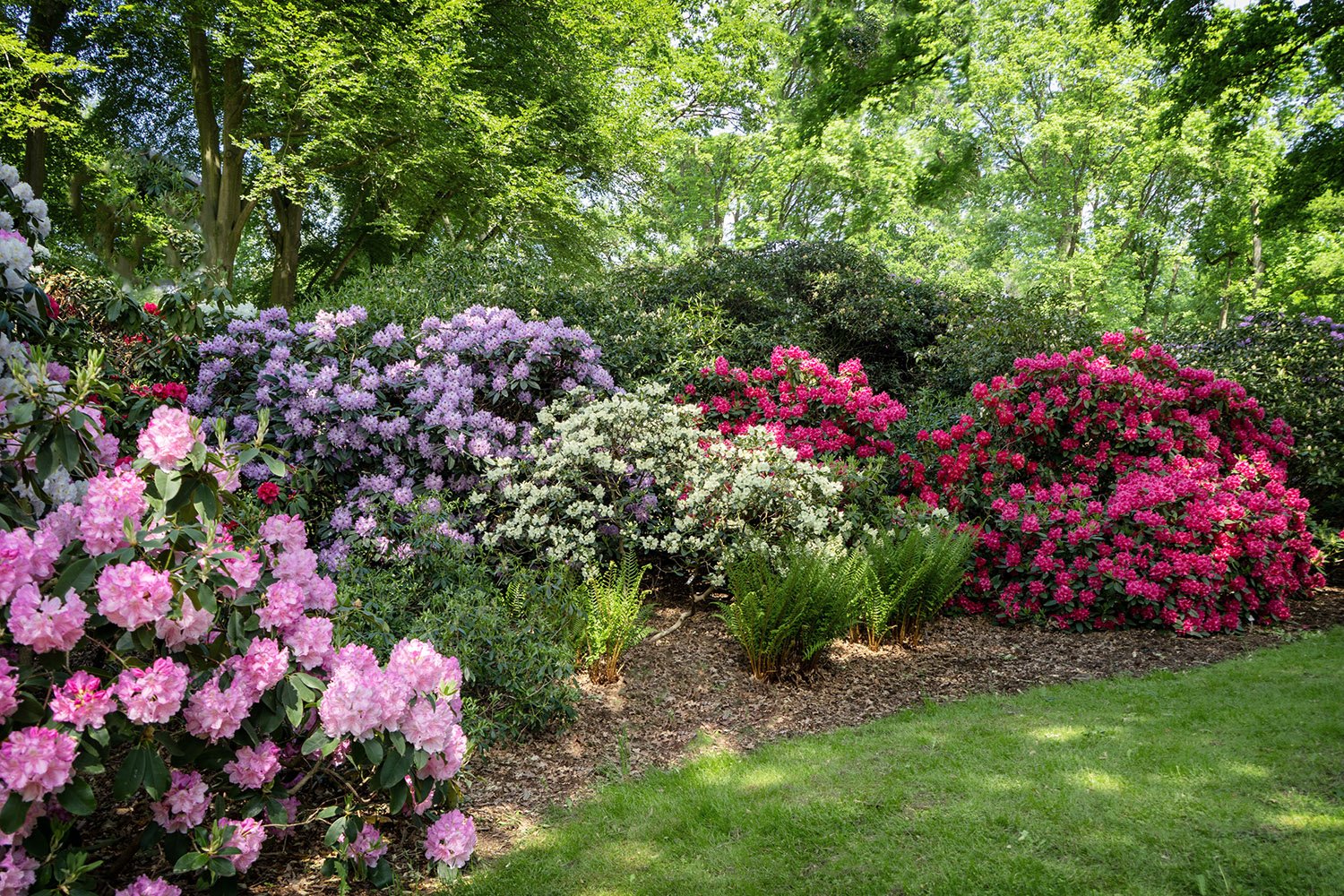 Rhododendron and Azalea Care