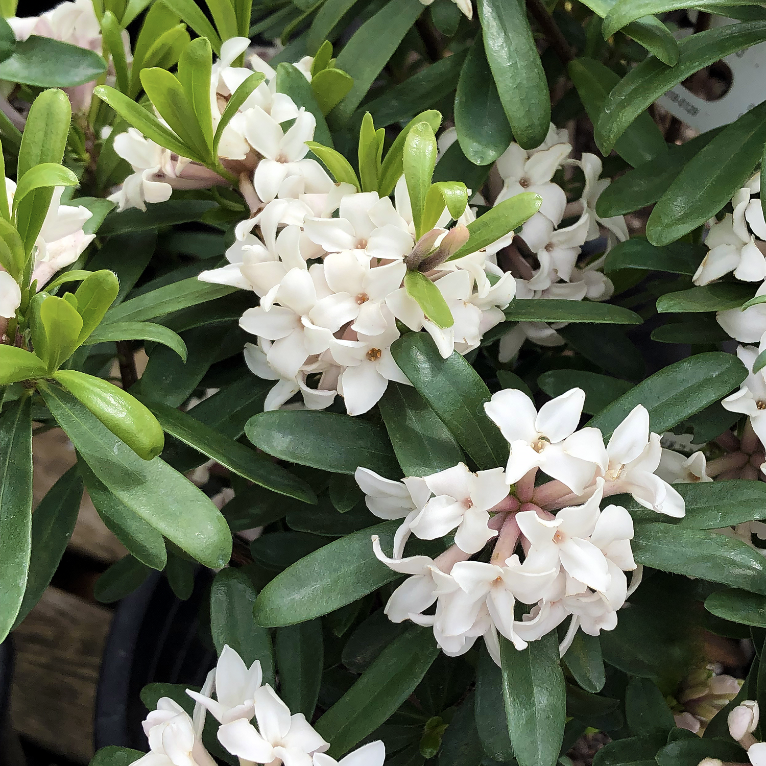 Our Favorite Plants for April