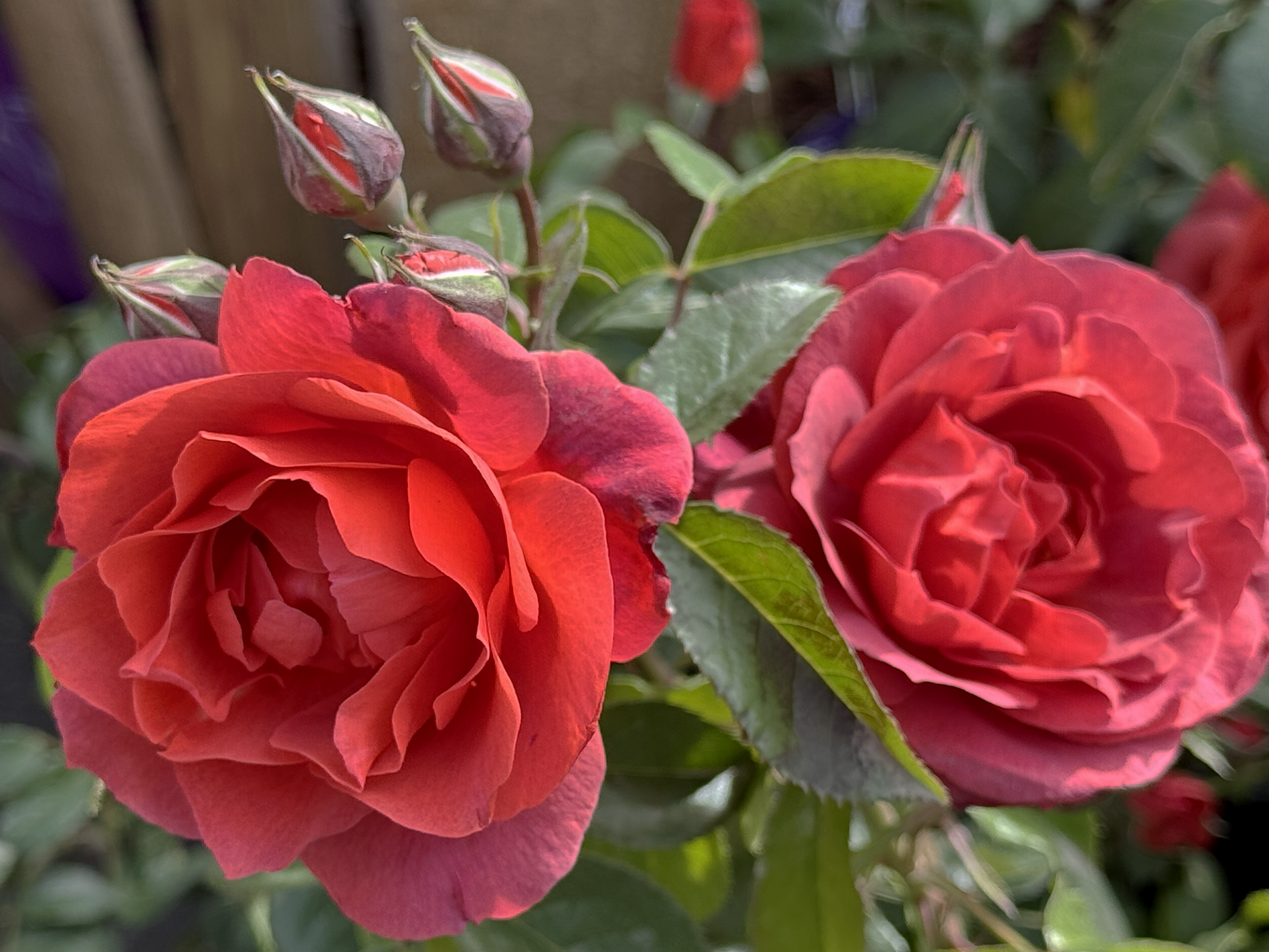 Fruit Trees, Roses &amp; Camellias on Sale!