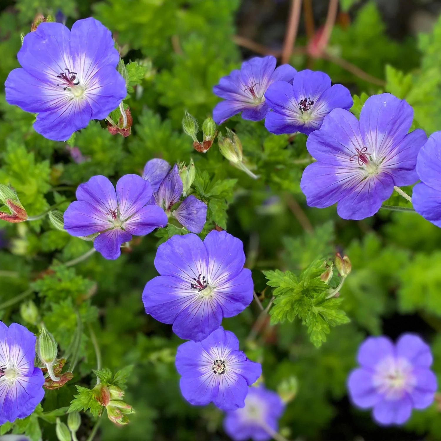 Our Favorite Flowers For May