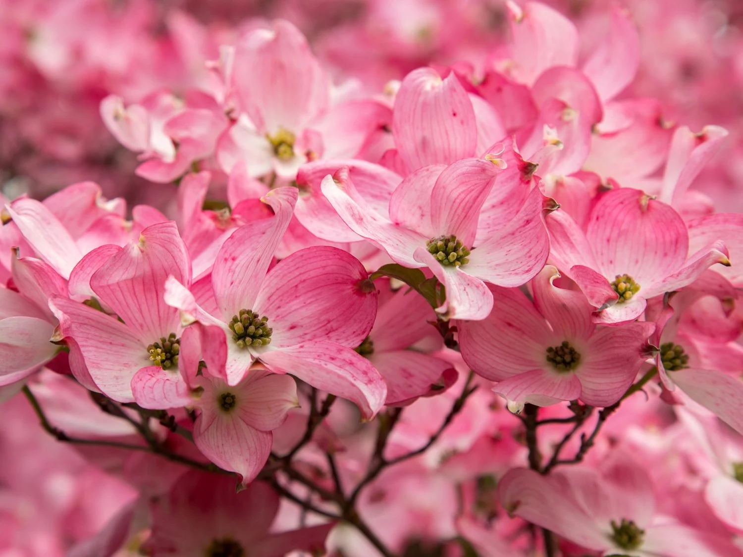 Nursery Overstock Sale!