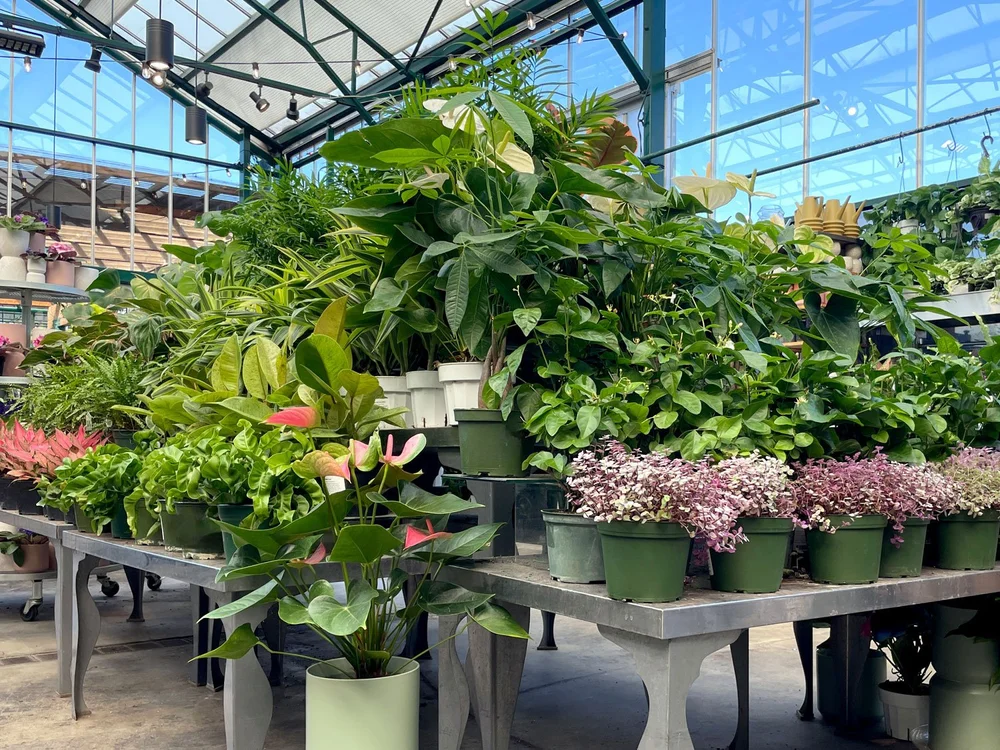 Seattle's Favorite Garden Store Since 1924 - Swansons Nursery