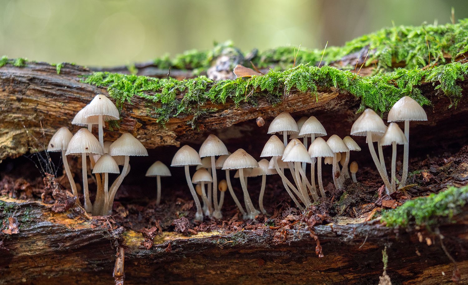 Much Ado About Mushrooms