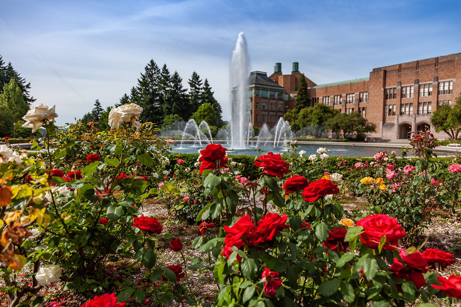How to Prune Roses