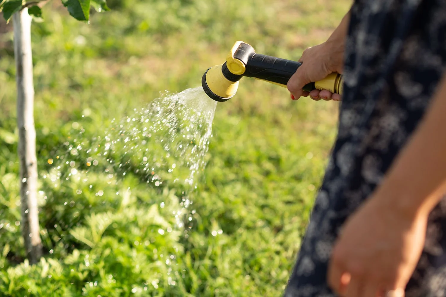 Best Watering Practices for Your Northwest Garden