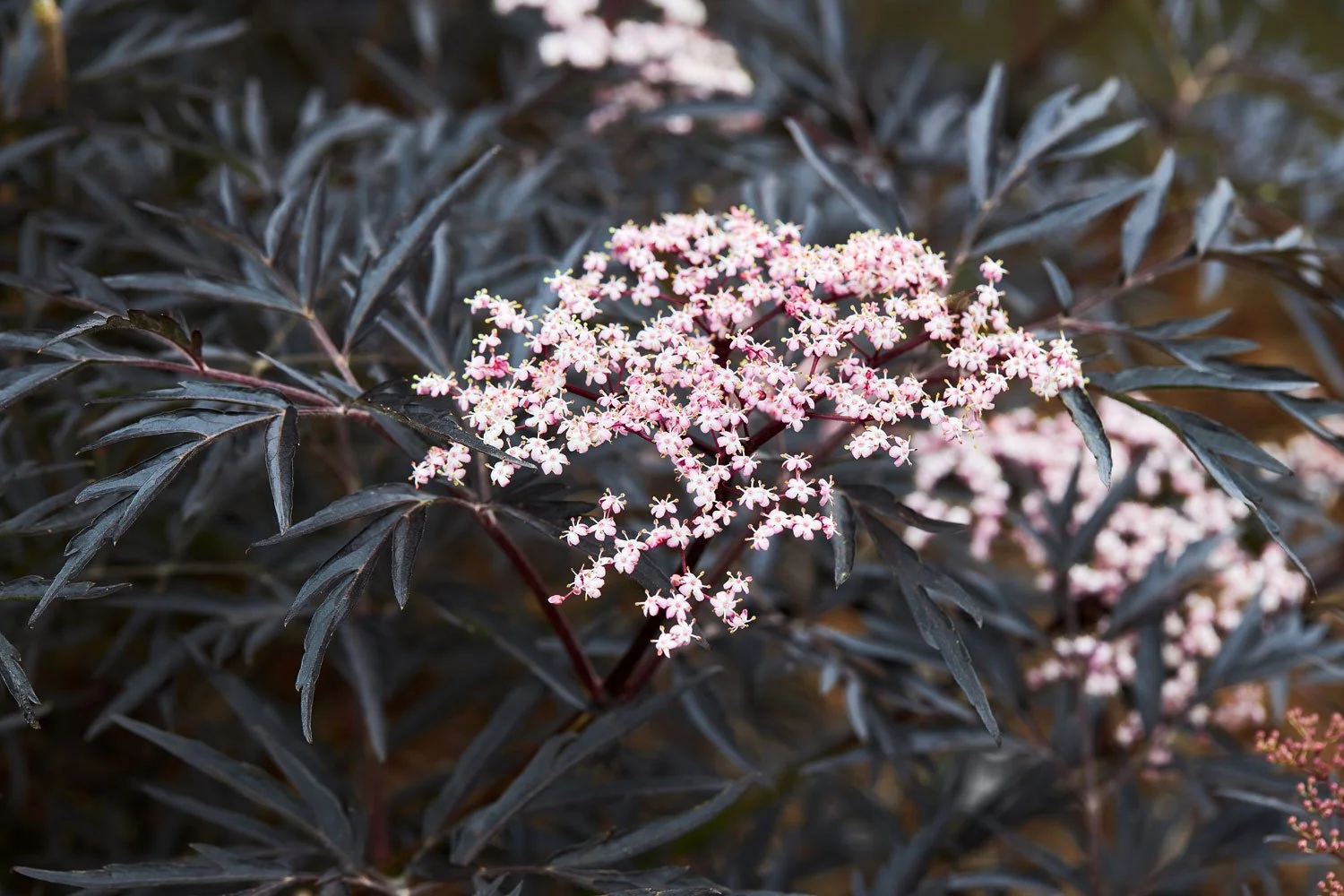 Black-Lace-Elderberry_AdobeStock_509888765.jpg