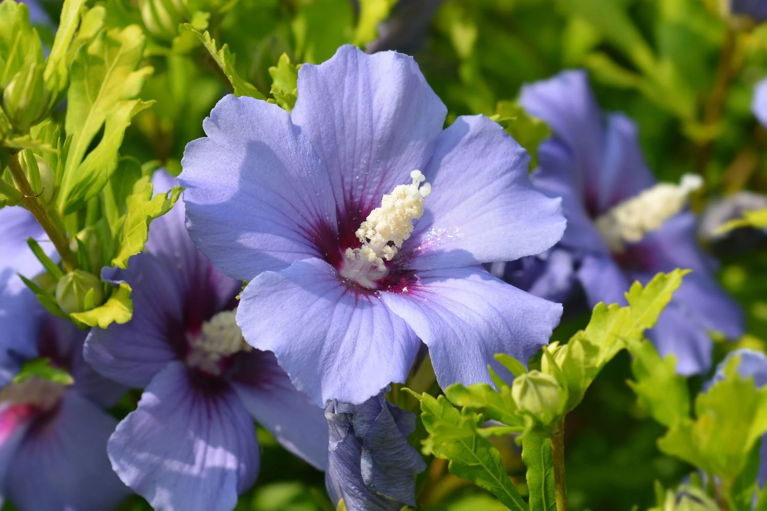 Purple-Rose-of-Sharon_AdobeStock_477108703.jpg