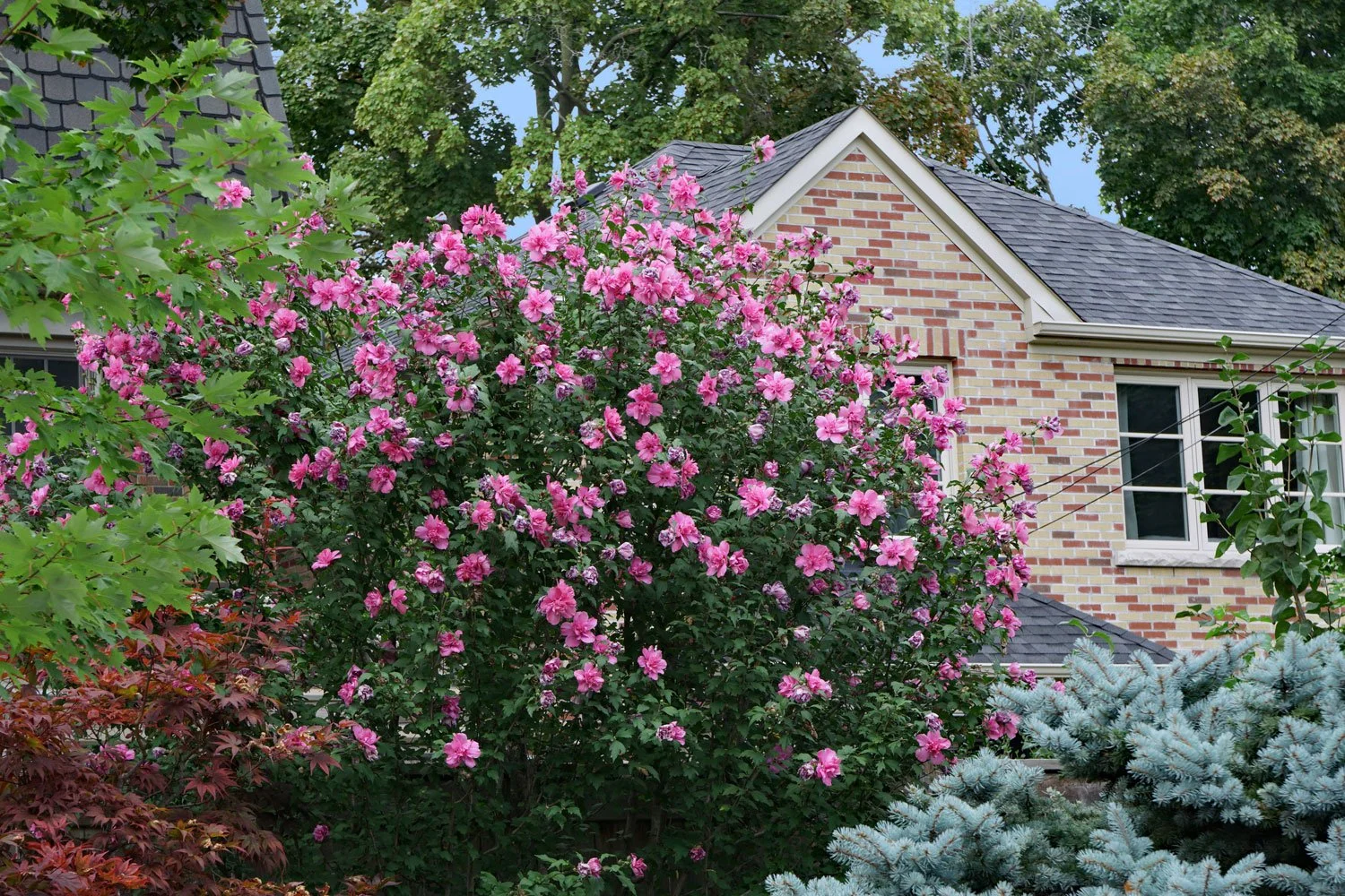Rose-of-Sharon_AdobeStock_374418939.jpg