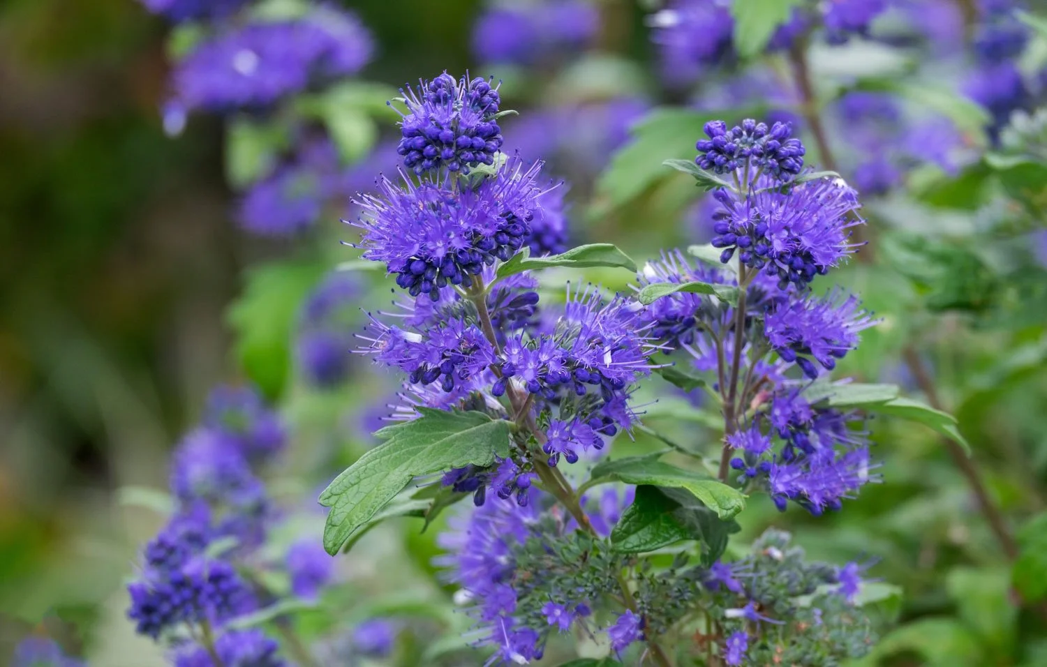 Caryopteris_AdobeStock_216117891.jpg