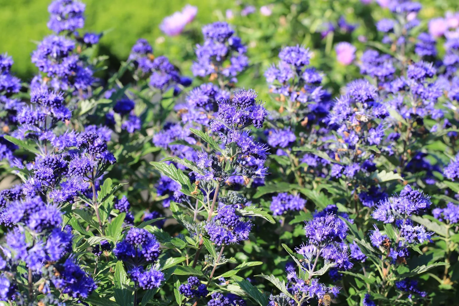 Caryopteris_AdobeStock_470867807.jpg