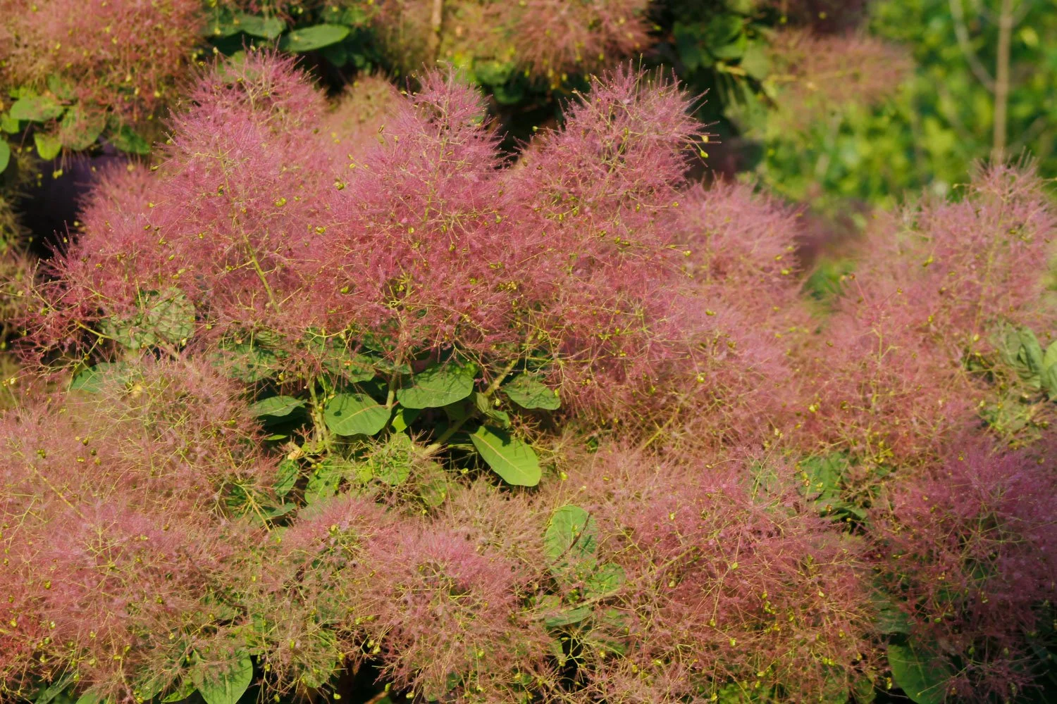 Pink-Smokebush-Flowers_AdobeStock_1534049567.jpg