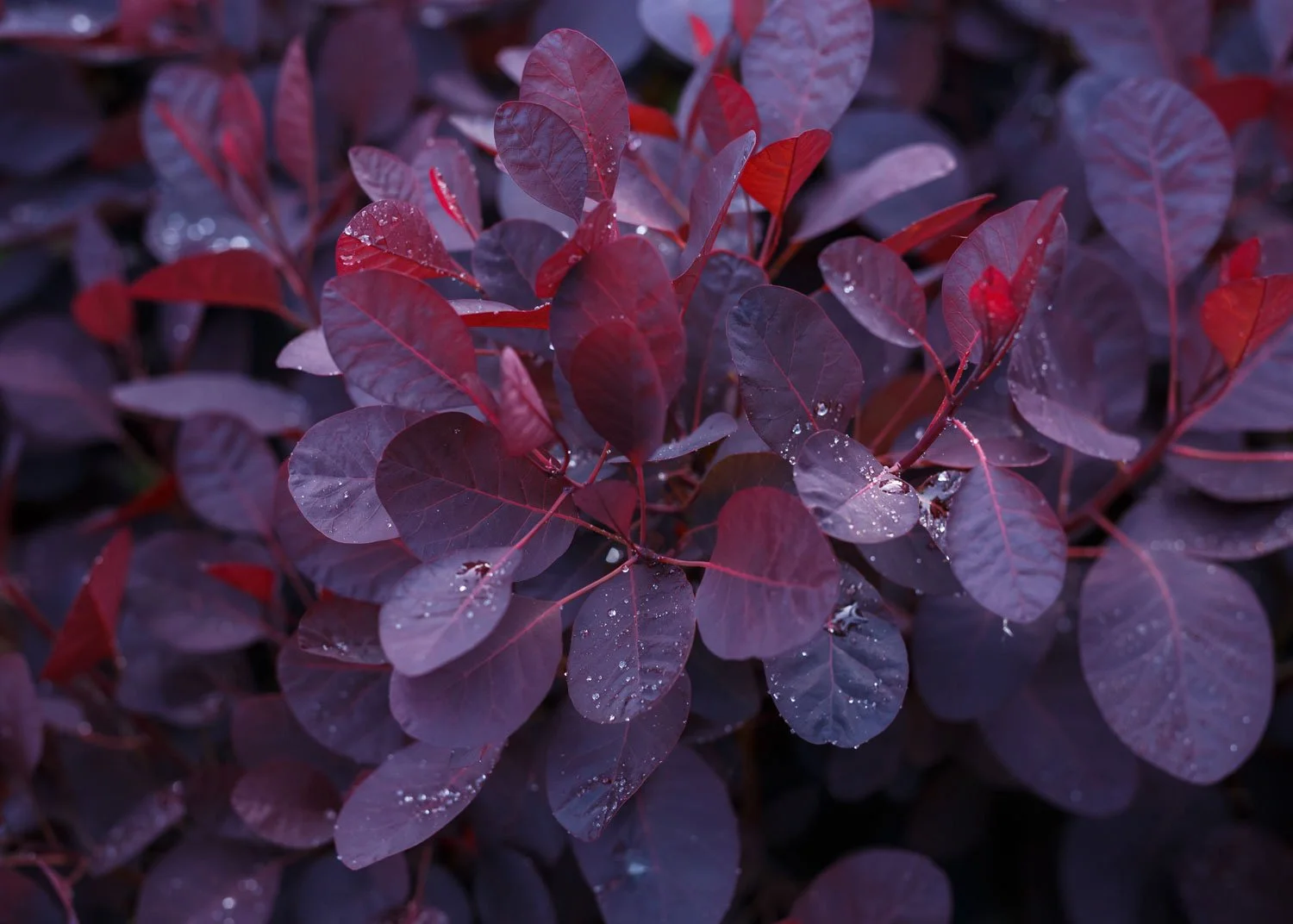Smoke-Tree-Royal-Purple_AdobeStock_353858965.jpg