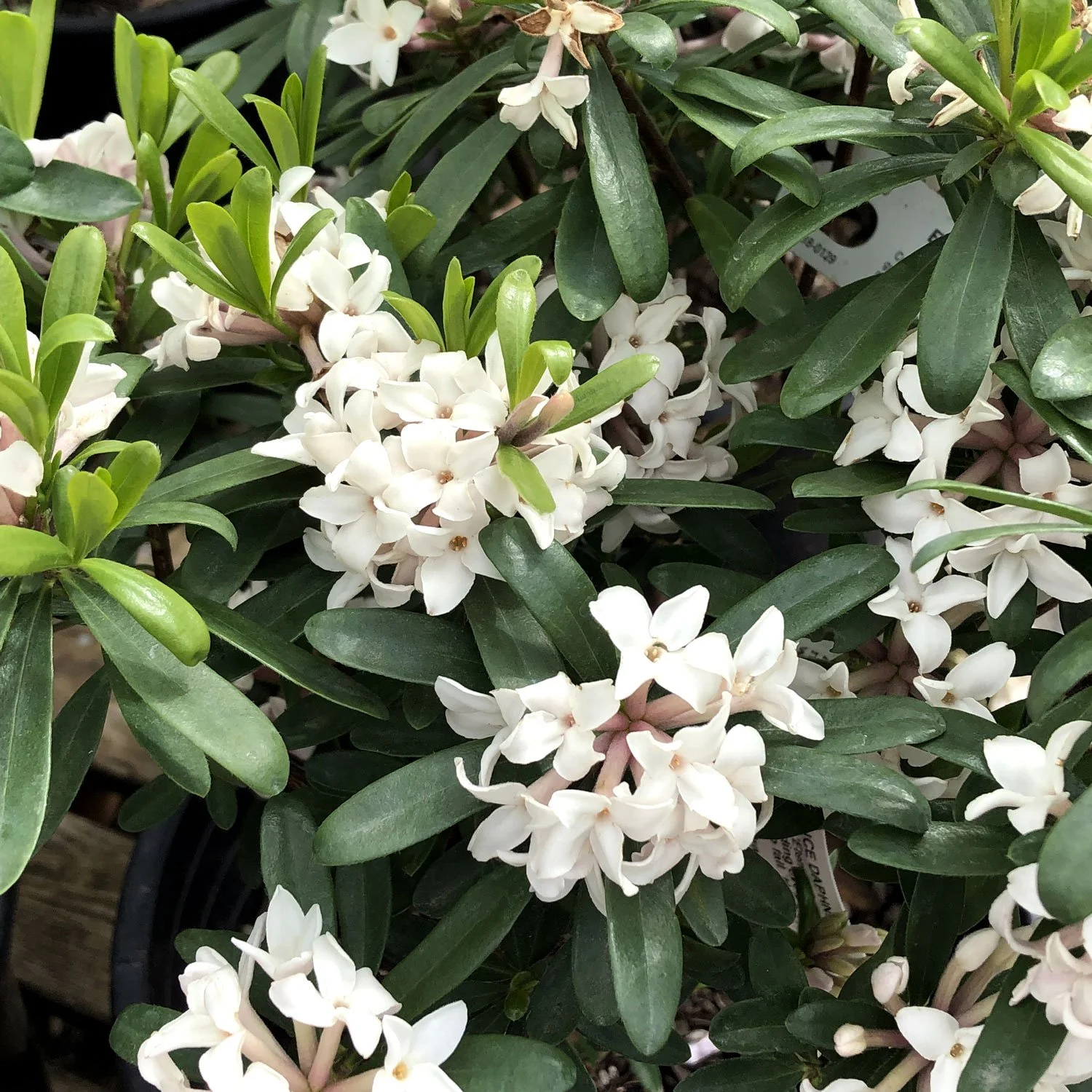 Eternal-Fragrance-Daphne-at-Swansons.jpg