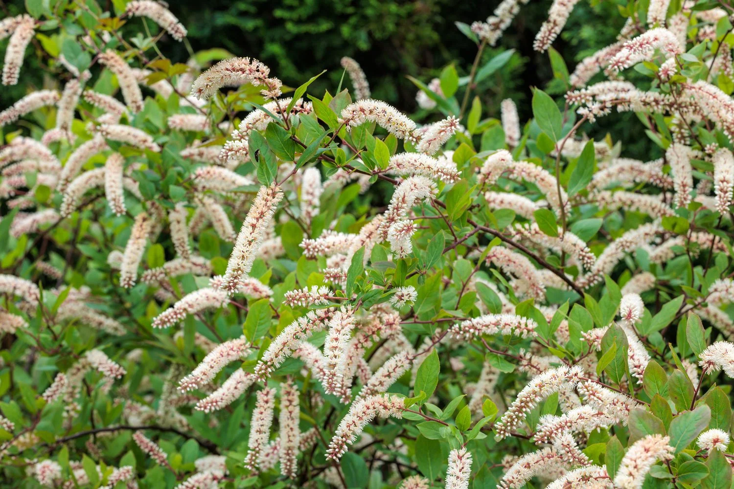 Itea-virginica-Sweetspire_AdobeStock_1798811442.jpg