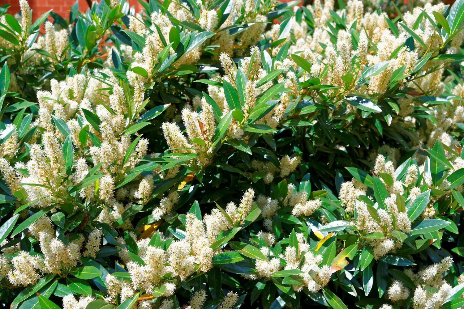 Itea-Little-Henry-Sweetspire_AdobeStock_118006486.jpg