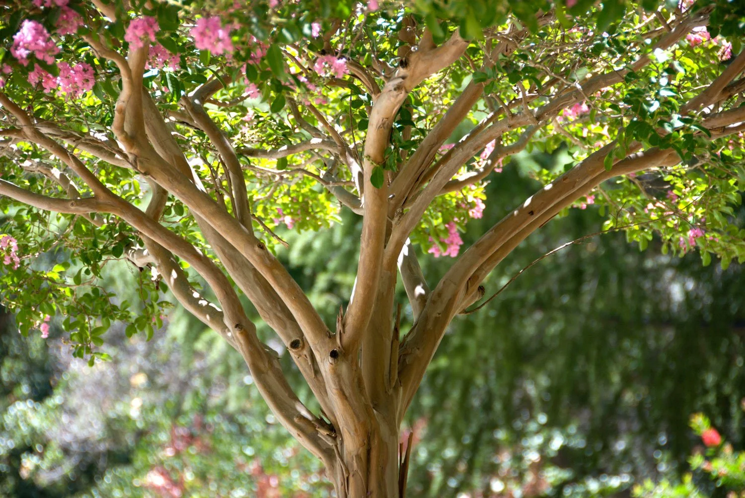 Crape-Myrtle-Trunk_AdobeStock_4582701.jpg