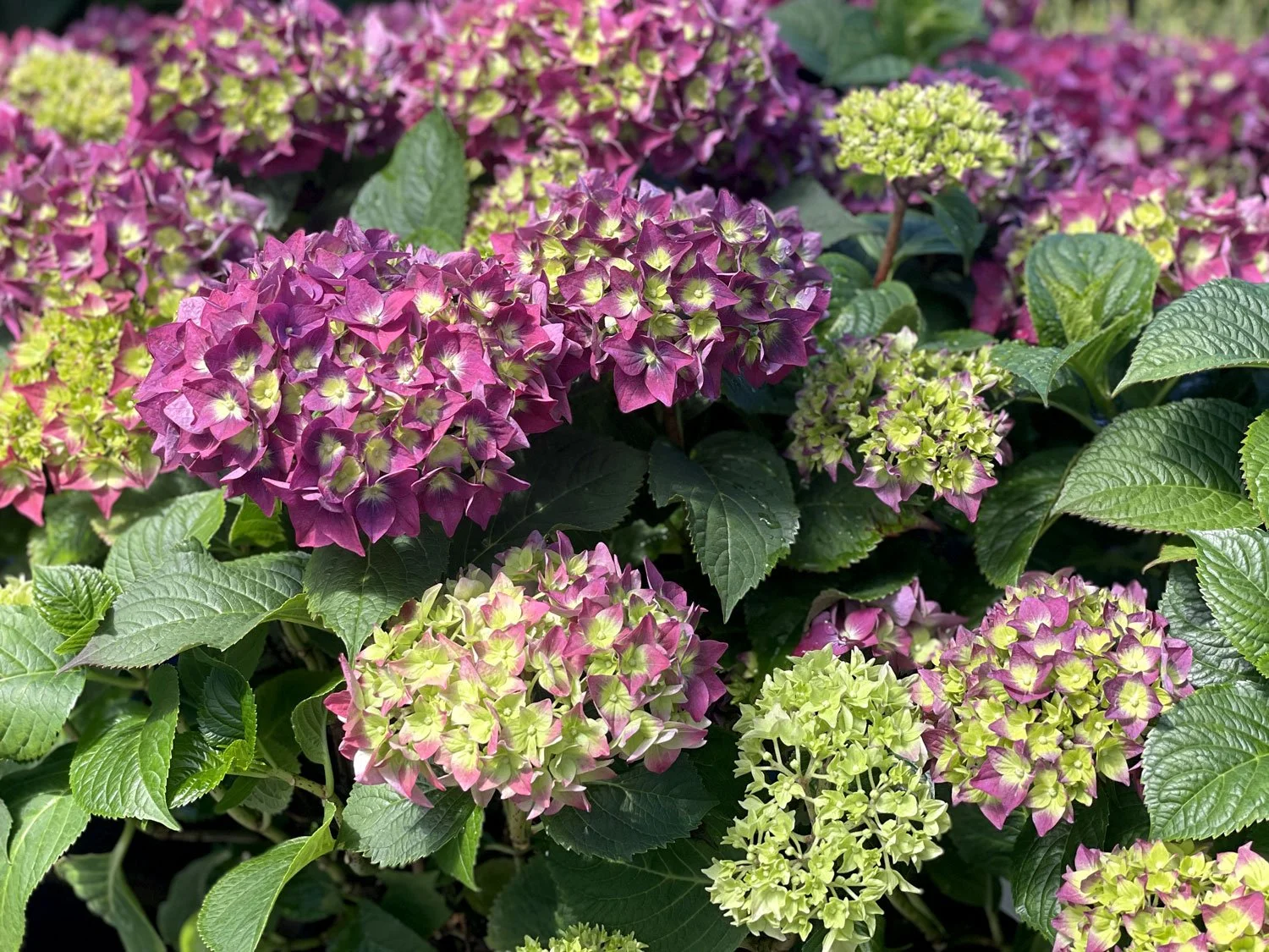 Summer-Crush-Hydrangea_AD.jpg