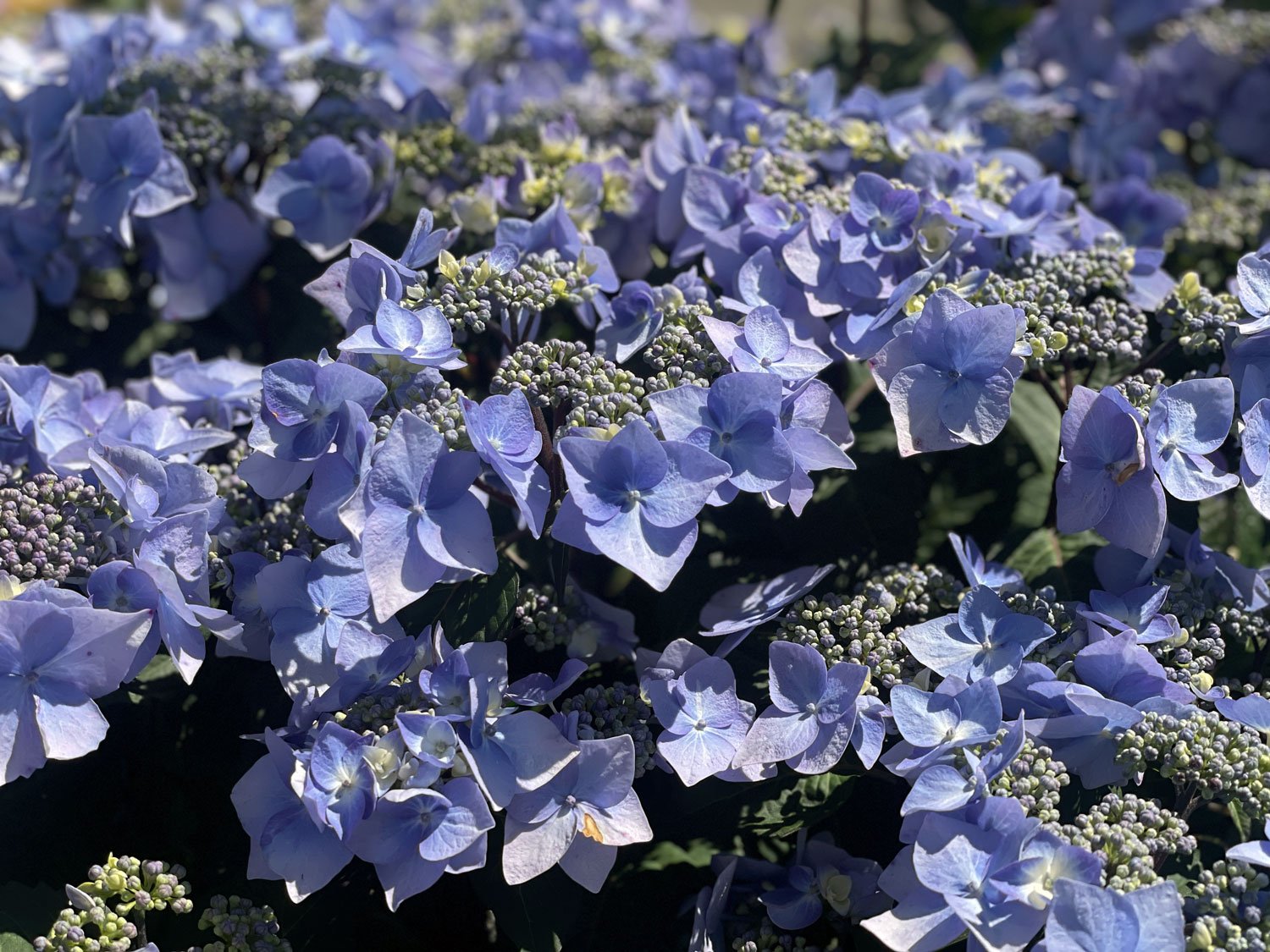 Shrubs with Beautiful Summer Flowers and Foliage