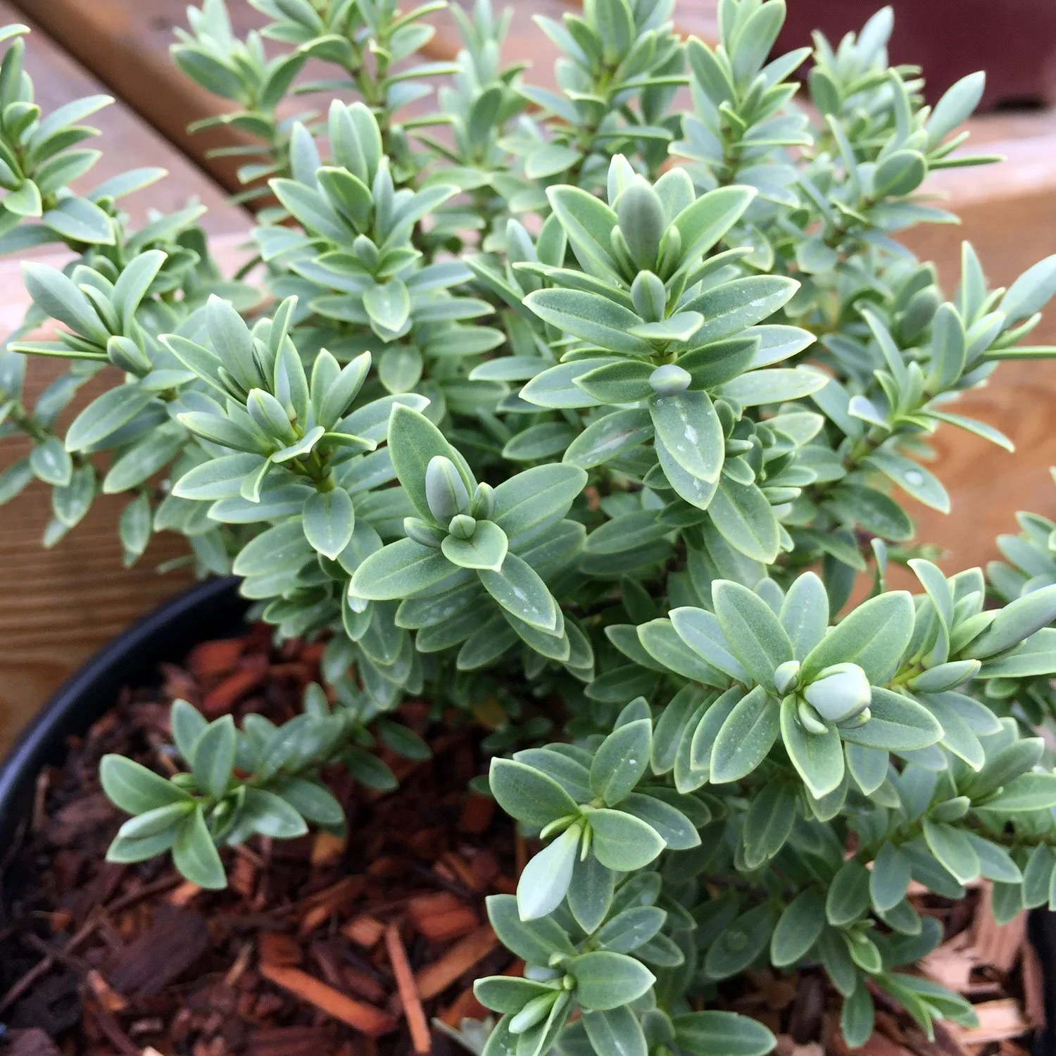 Hebe-topiaria-at-Swansons.jpg