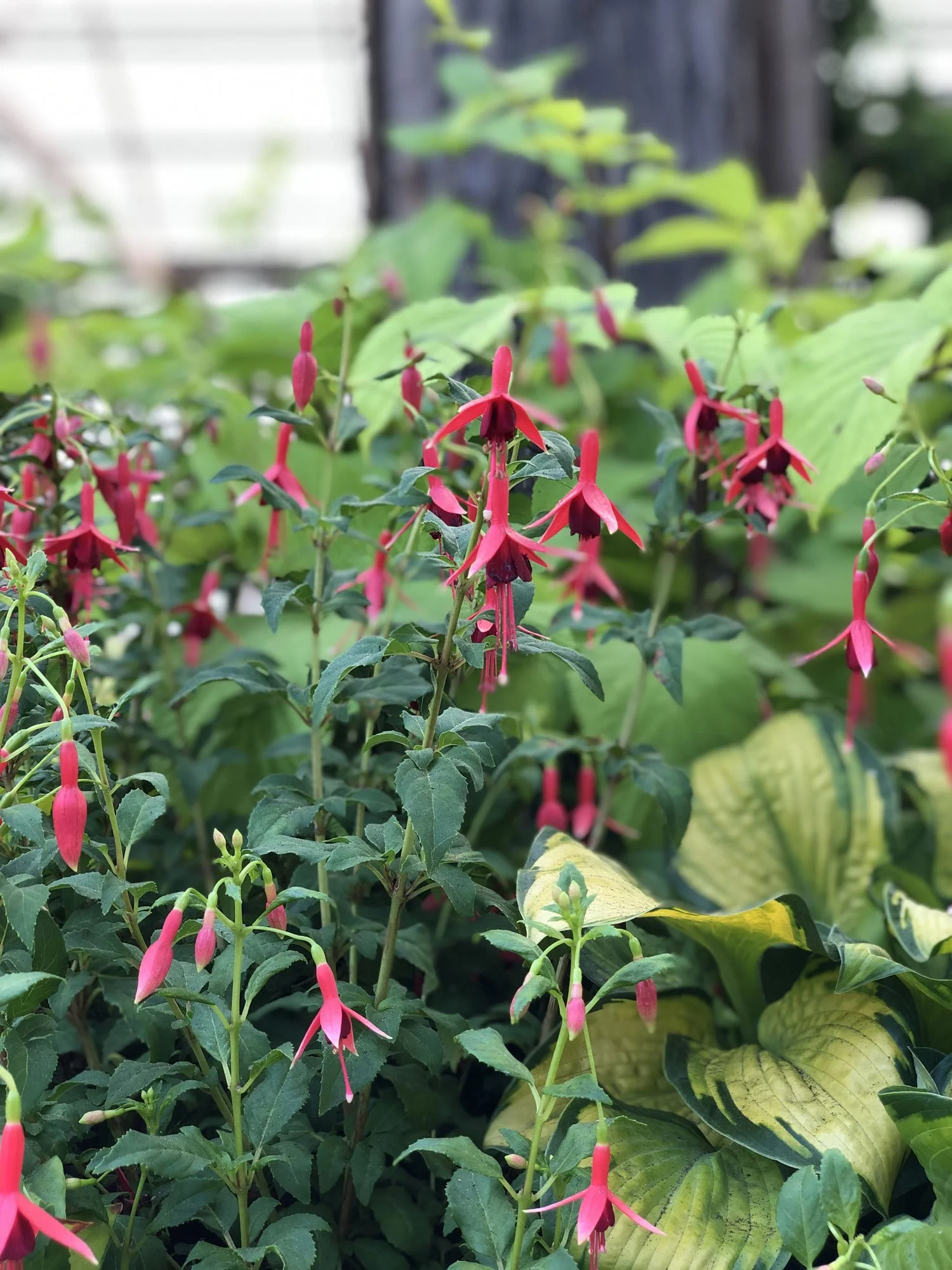 Fuchsia-and-Hosta-at-Swansons.jpg