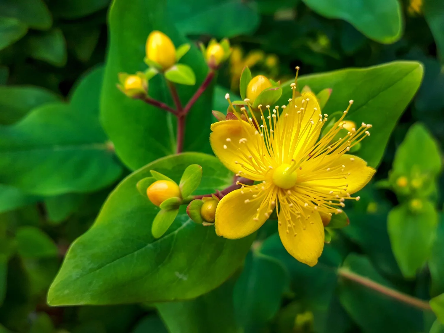 St-Johns-Wort_AdobeStock_276237898.jpg