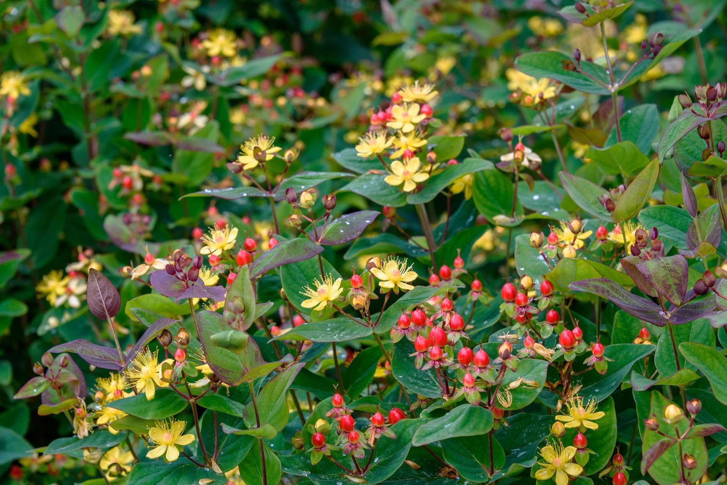 St-Johns-Wort_AdobeStock_373205821.jpg