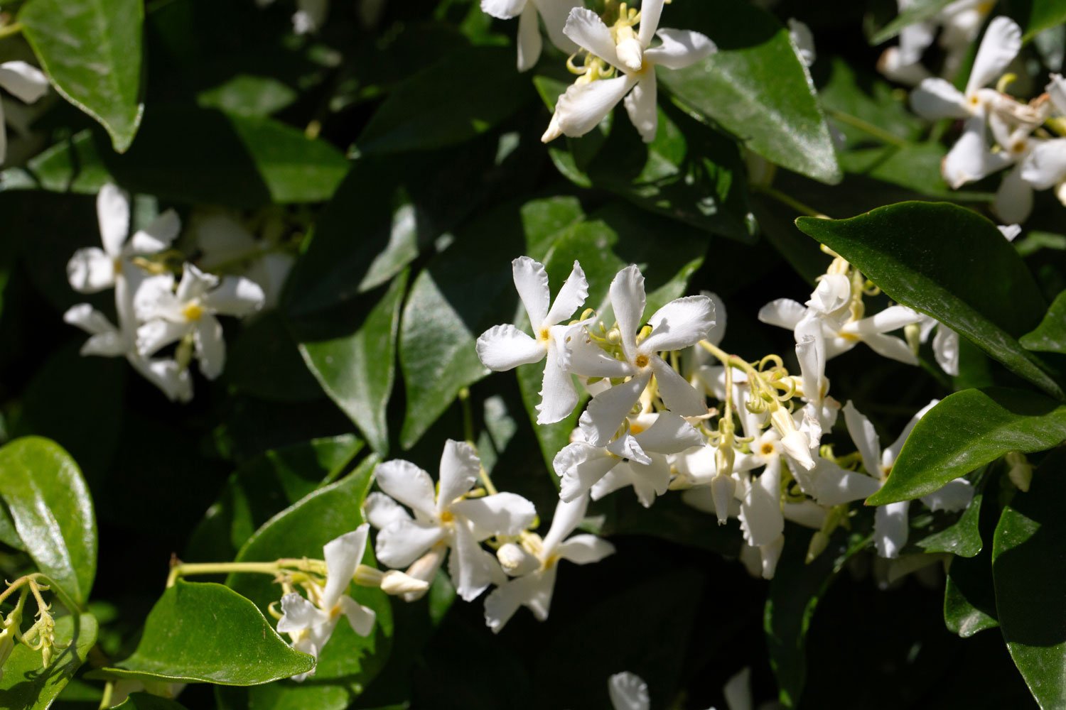 Star-Jasmine_AdobeStock_1962478851.jpg