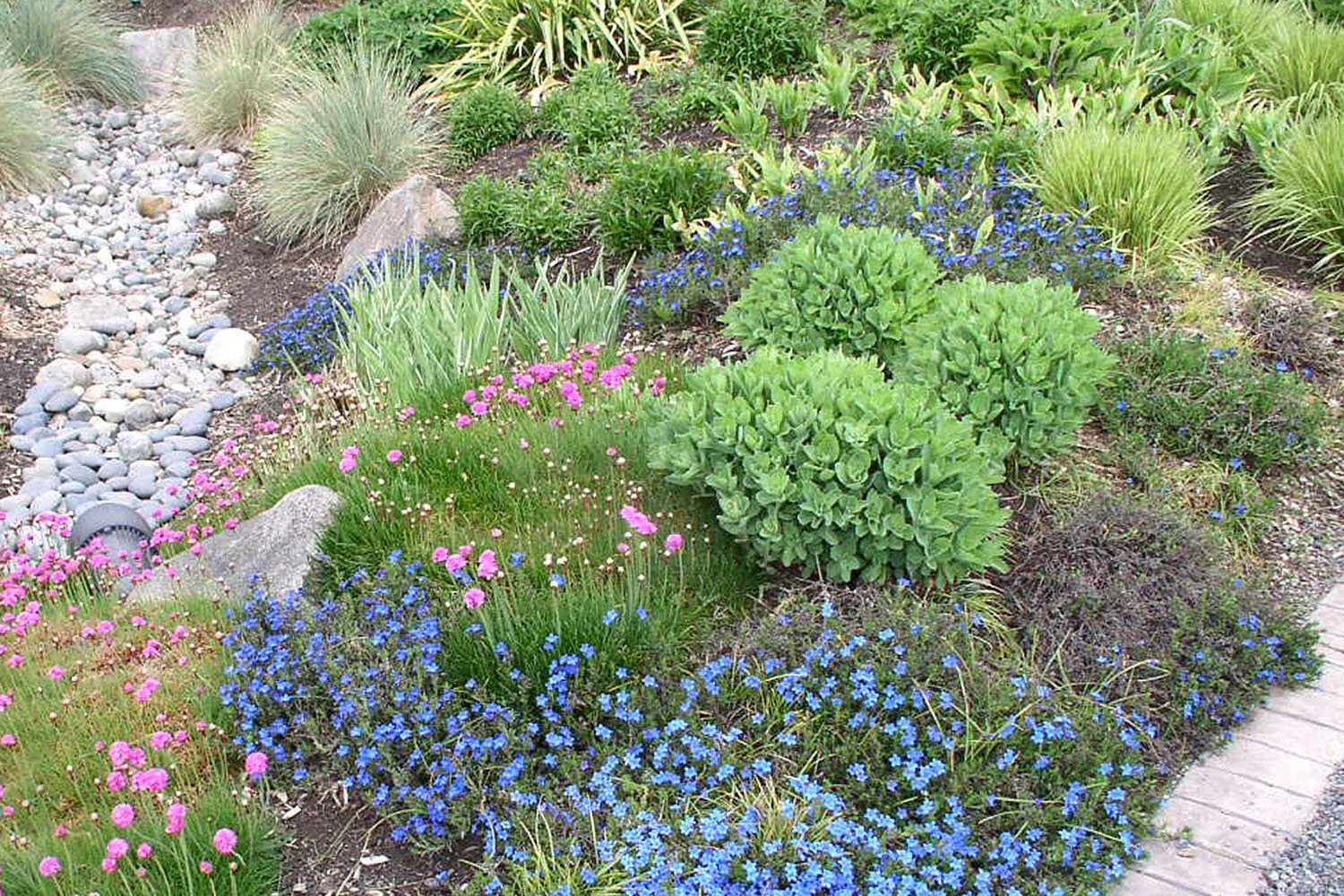 weeds_density_planting_SwansonsDG96.jpg
