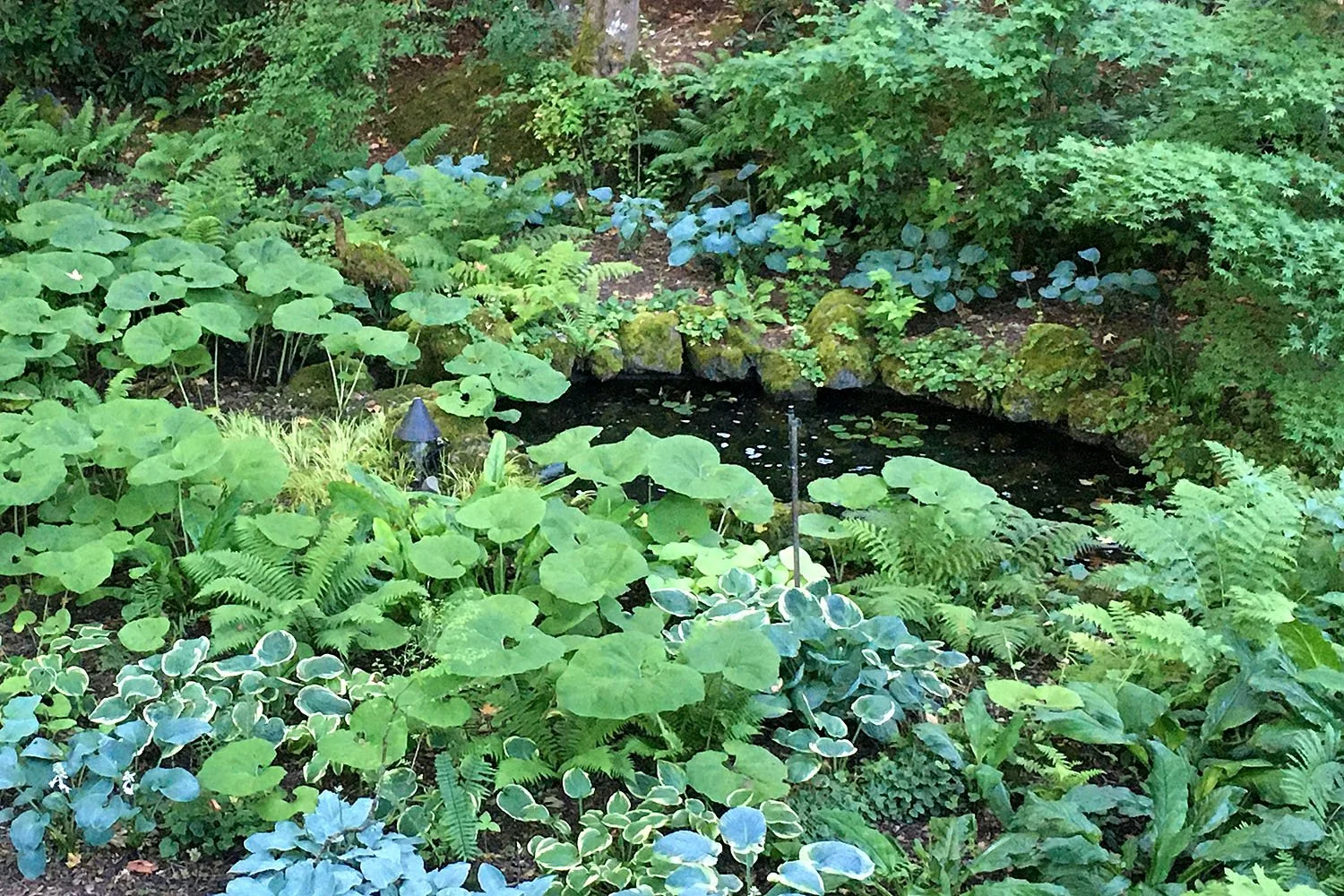 weeds_density_planting_SwansonsDG68.jpg