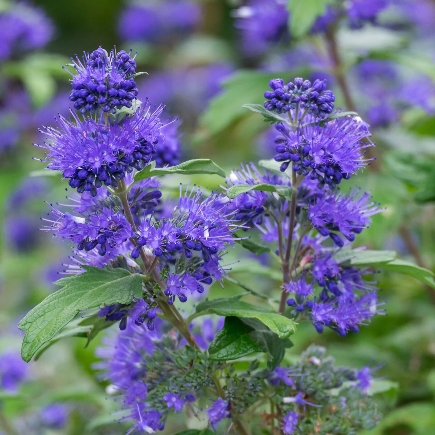 Caryopteris-close-up_AdobeStock.jpg
