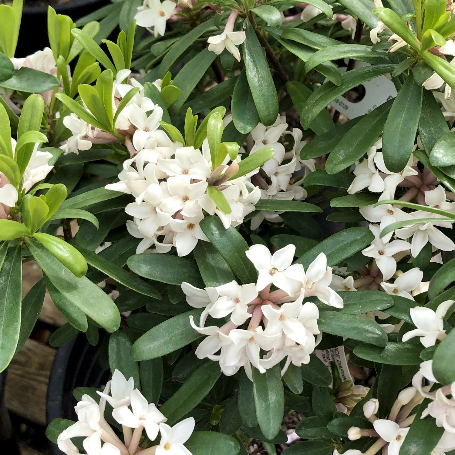 Eternal-Fragrance-Daphne-at-Swansons.jpg