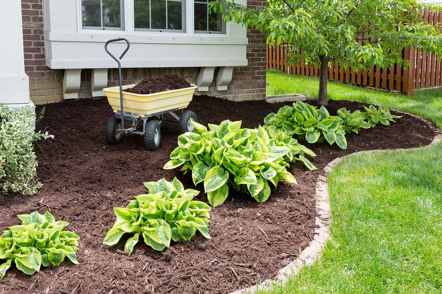 Mulching-plants-AdobeStock_83951482.jpg