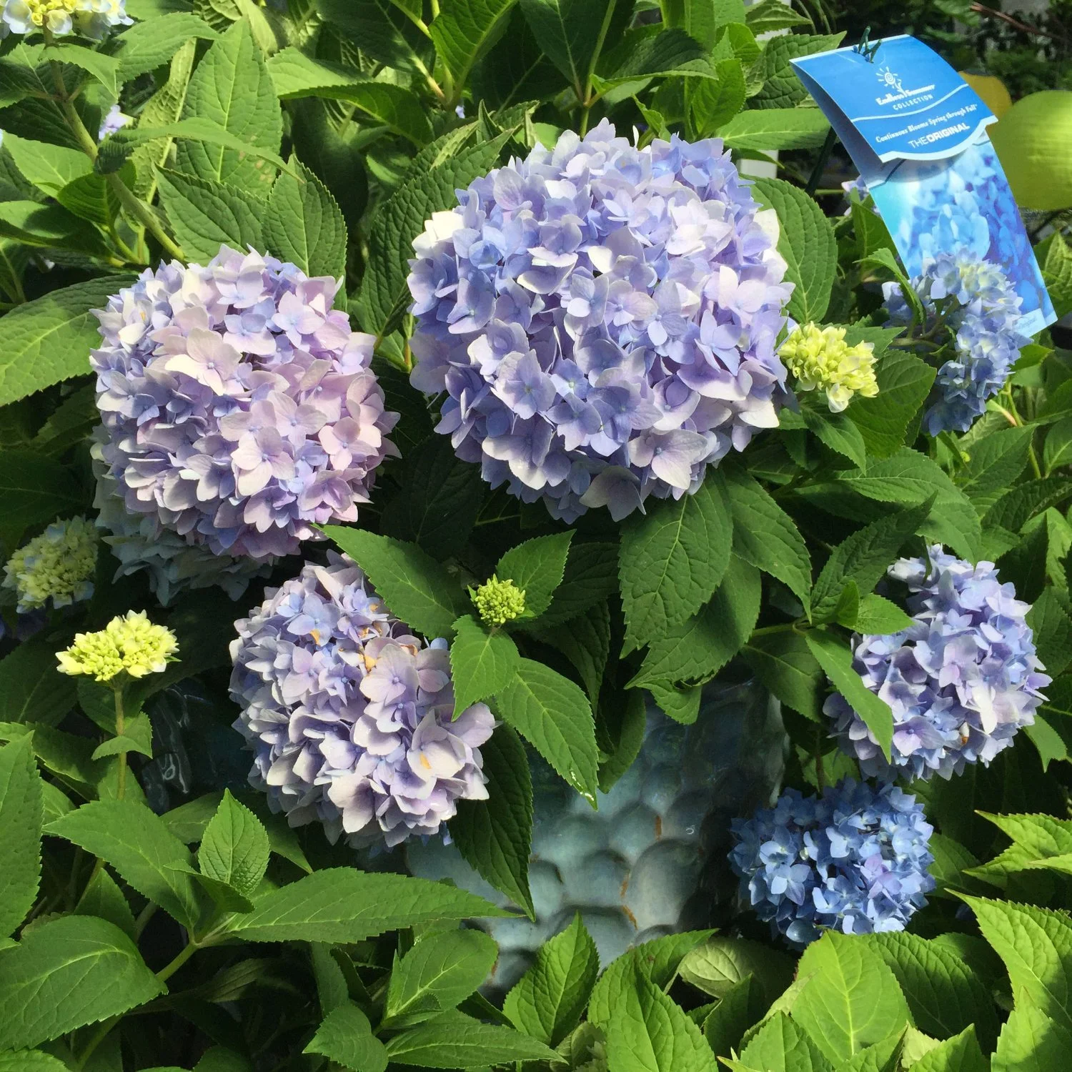Bigleaf hydrangea