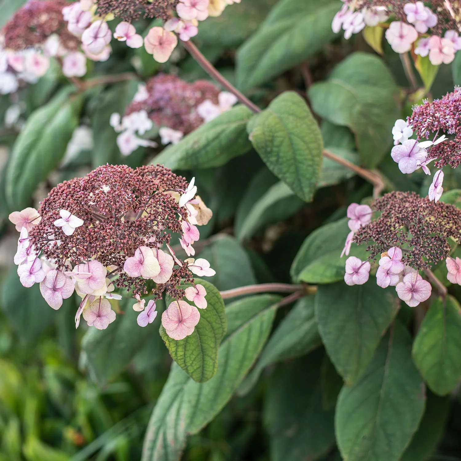 Aspera hydrangea