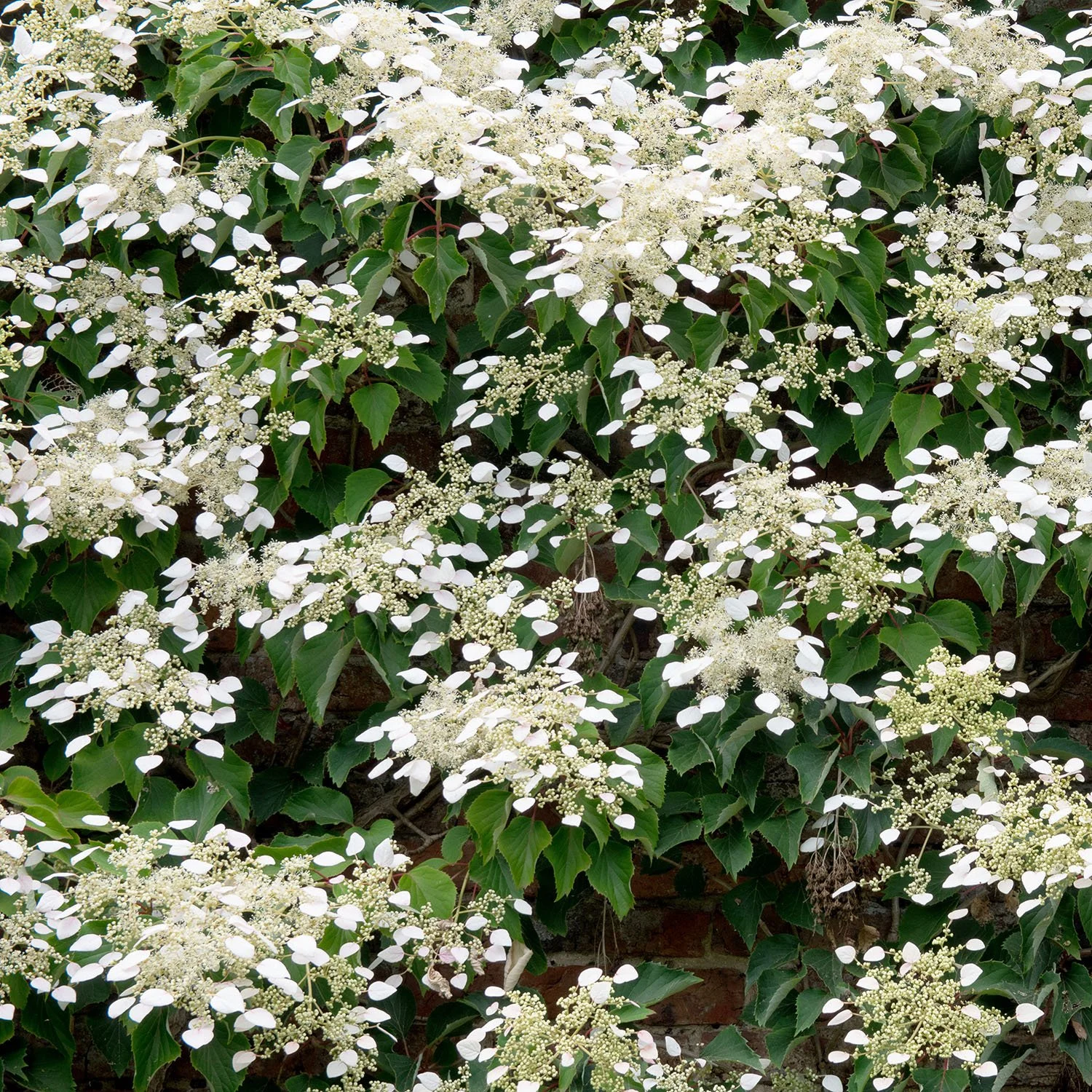 Climbing hydrangea