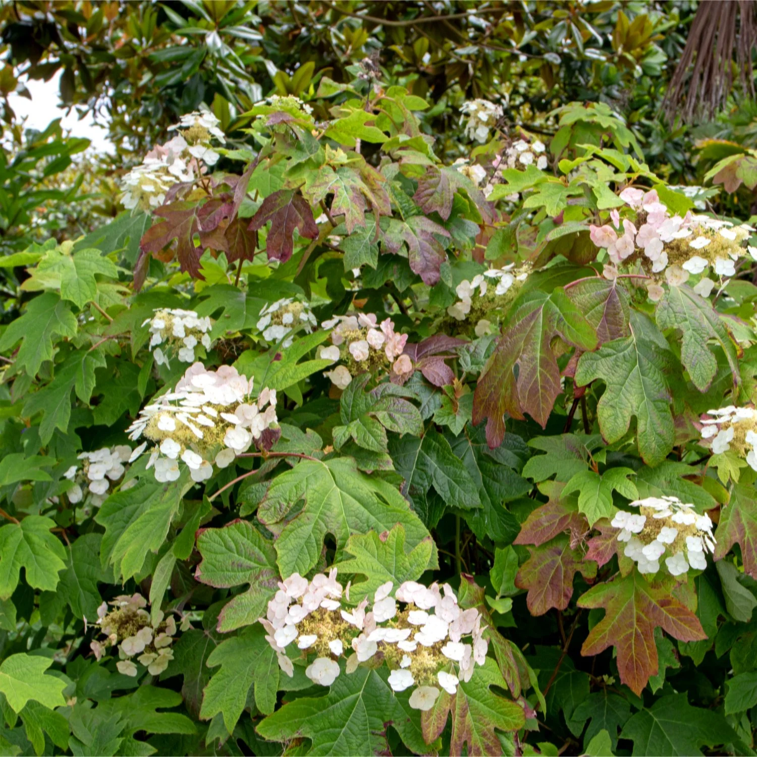 Oakleaf hydrangea