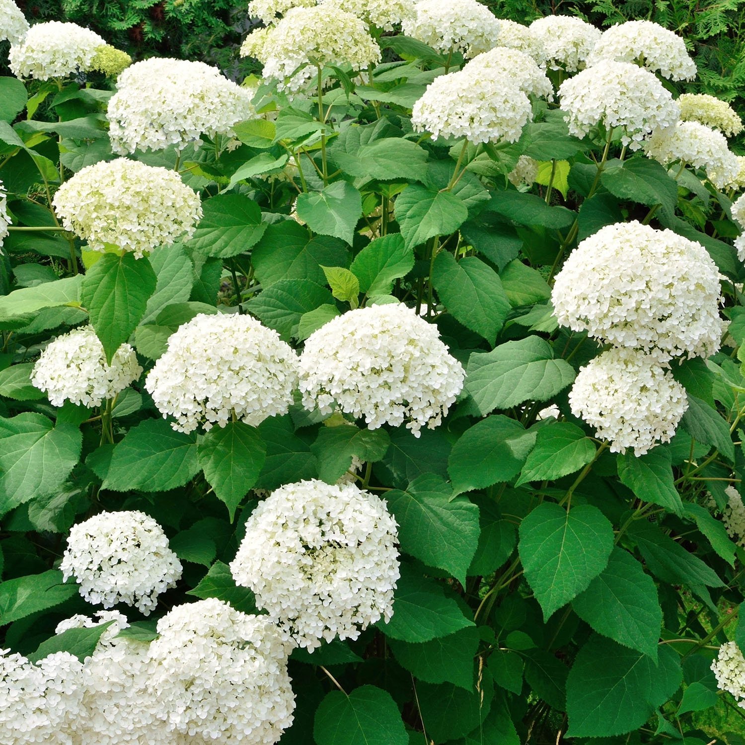 Smooth hydrangea