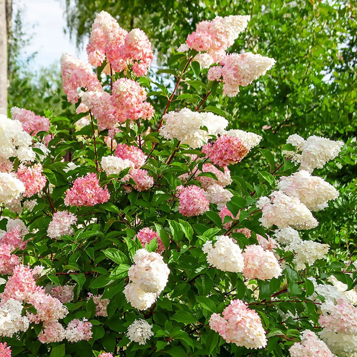 Panicle hydrangea
