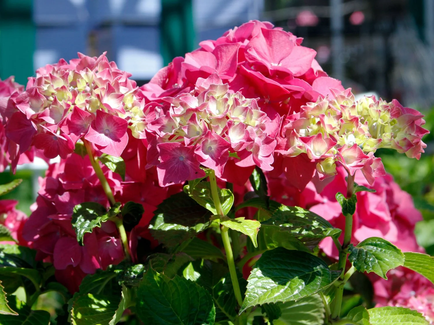 Hydrangea Care & Pruning