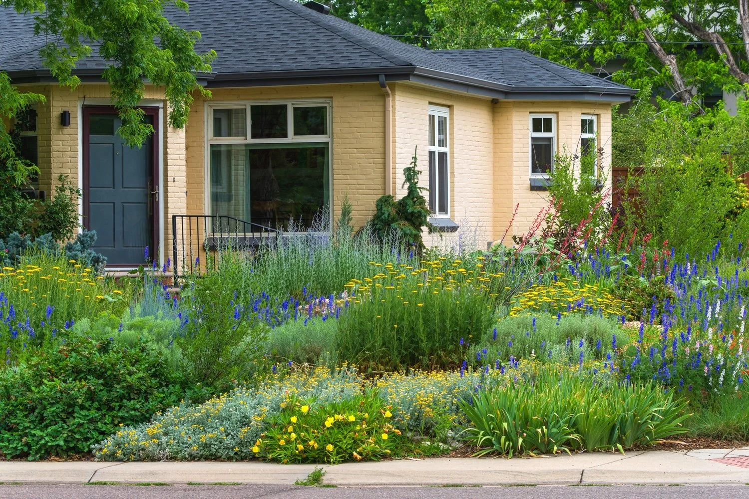 The Truth About "Drought-Tolerant" Plants