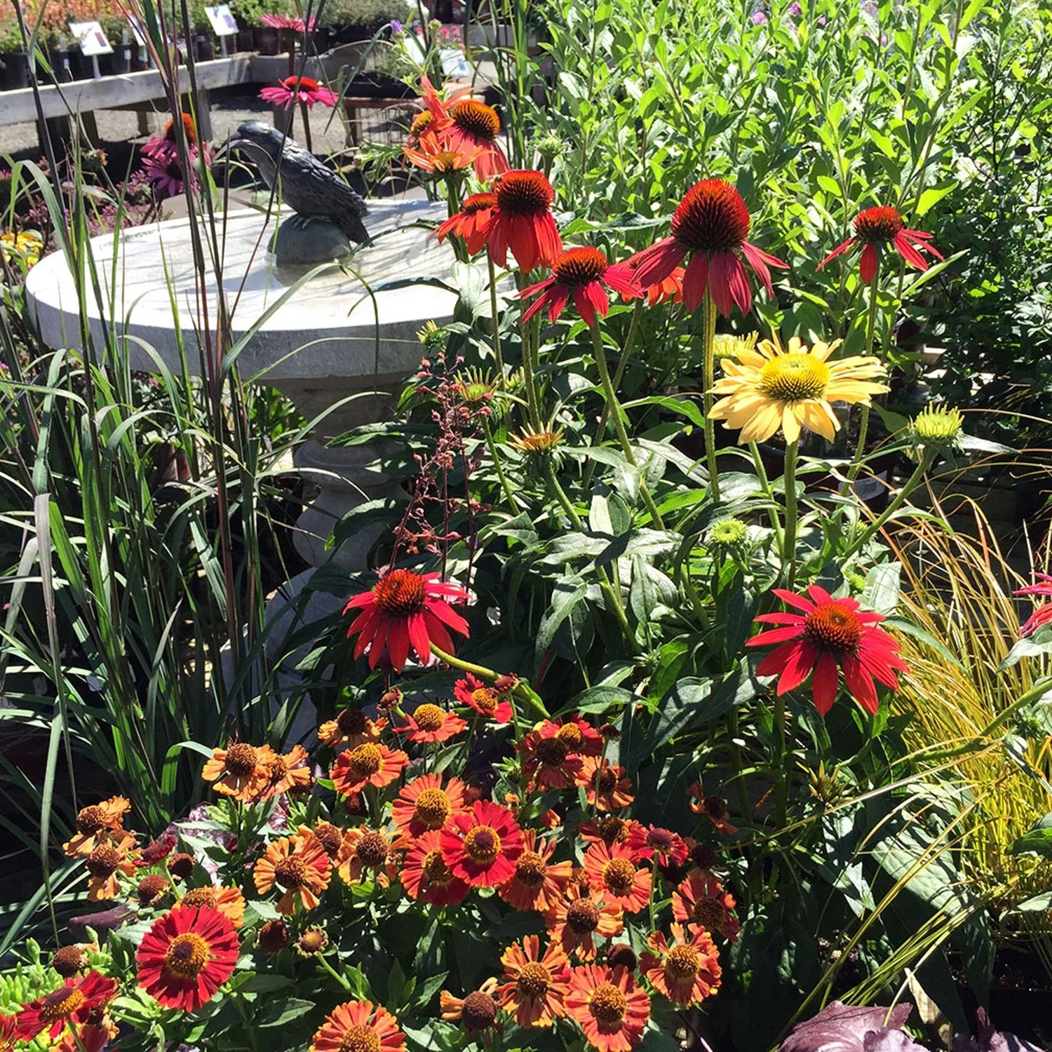 Perennials-Swansons-044.jpg